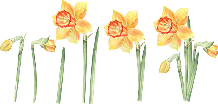 Watercolor illustrations set of the daffodils flowers, leaves and buds. Fresh hand drawn spring flowers