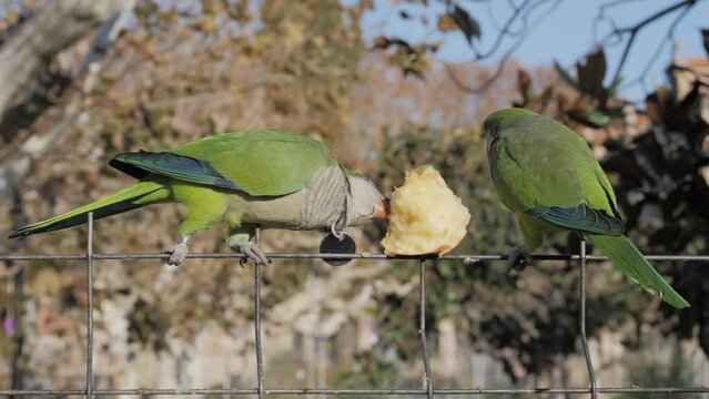 Close-up, two green monk parrots Myiopsitta monachus sit on a fence and eat an apple offered by tourists. The combination of the city and wild nature.