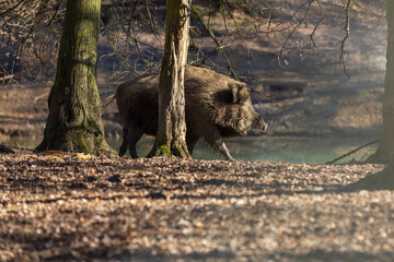 Wild boar - Sus scrofa - in the forest and by the in its natural habitat. Photo of wild nature.