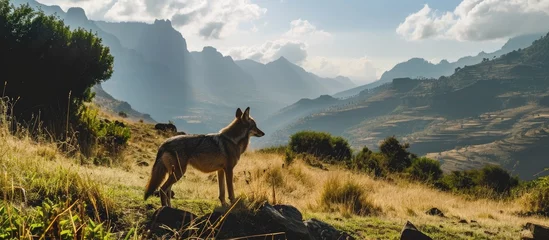 Deurstickers Ethiopian Highlands host the Simien wolf. © AkuAku