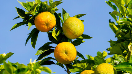 A ripening orange on a tree.