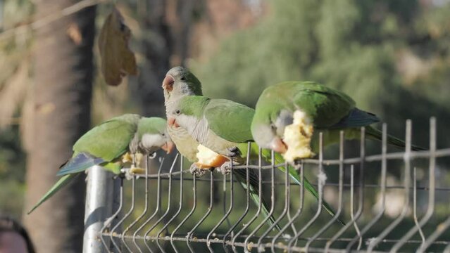 Close-up, green monk parrots Myiopsitta monachus sit in a chain-line on a fence and eat an apple. People come to Ciutadella Park in the center of Barcelona to feed and observe these tropical birds