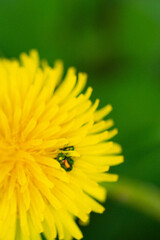 Blume Käfer Closeup Nahaufnahme Natur