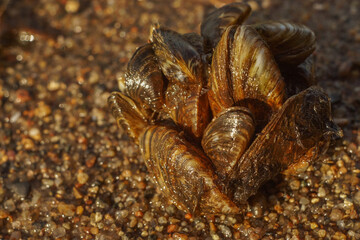 Dreissena polymorpha shells