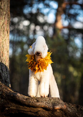 Portrait of a young liver-colored Bedlington Terrier wearing a collar of maple leaves, standing on the root of a large pine tree