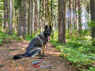 German shepherd dog playing in the garden or mountain or meadow in nature. Slovakia