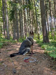 German shepherd dog playing in the garden or mountain or meadow in nature. Slovakia