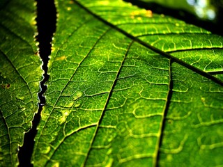 Close-up shot of a single green leaf illuminated by sunlight