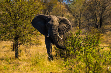 Majestic African elephant strolling in a lush grassy landscape surrounded by trees. South Africa