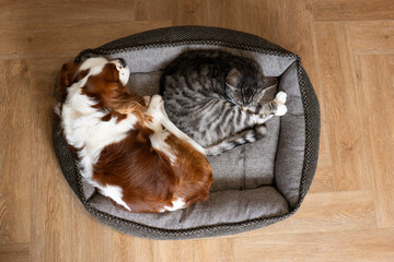 Cat and dog sleeping. Pets sleeping embracing. Cavalier King Charles Spaniel with domestic tabby cat in one bed