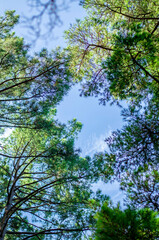 Fototapeta premium Trees