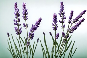 Two purple lavender flower stems with leaves isolated cutout on transparen