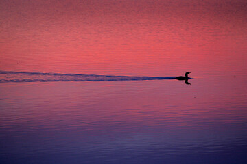 Loon over the San Francisco Bay