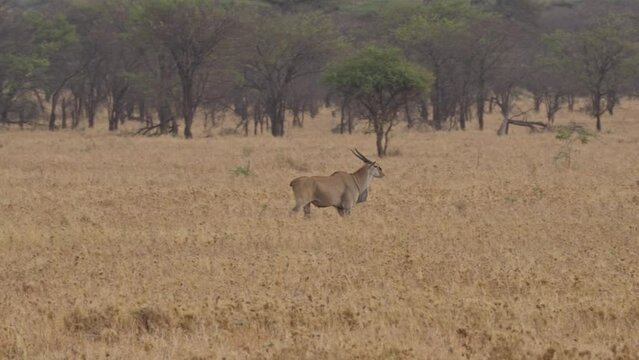Eland walking in field Tanzania
The beautiful wildlife of Tanzania, 2023
