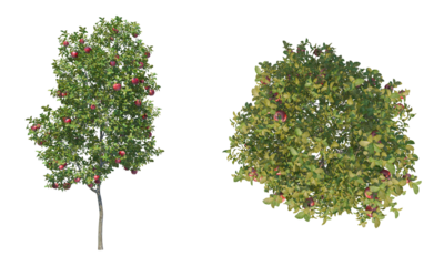 Apple tree png alpha channel front top view