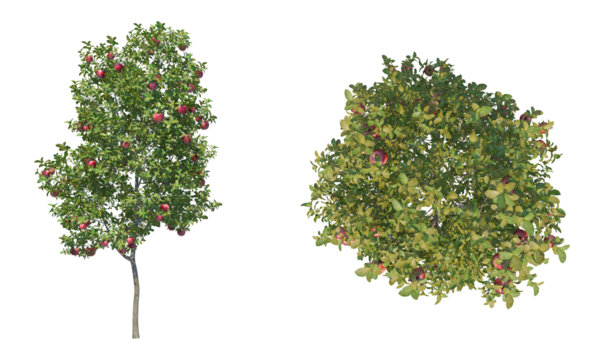 Apple tree png alpha channel front top view