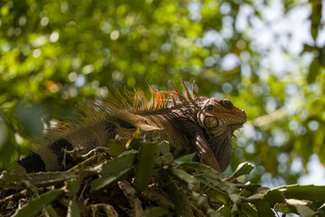 Iguana on a tree with a green background.