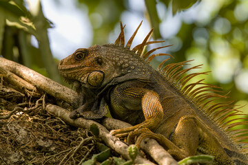 Iguana on a tree close up.