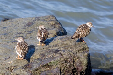 Ruddy Turnstone (Arenaria interpres) group on a rock close to the beach.