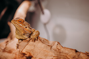 Agama Brodata w terrarium © rozentuzjazmowany