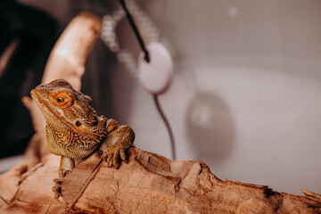 Agama Brodata w terrarium © rozentuzjazmowany