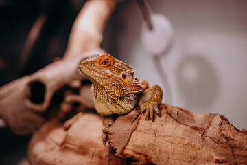 Agama Brodata w terrarium