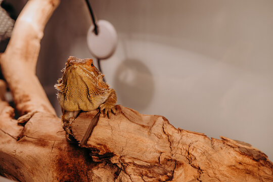 Agama Brodata w terrarium