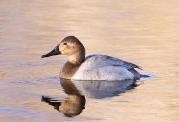 A female Canvasback duck in side profile, floating in light reflective waters. Closeup view.