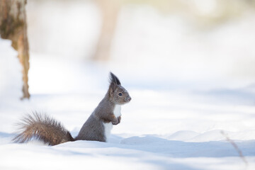 立ち上がるリス