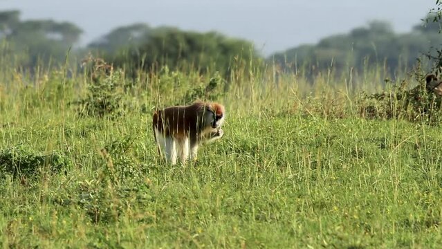 patas monkey (Erythrocebus patas)
Tele shot of patas monkey, 2023
