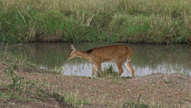 Southern Reedbuck Tanzania
Southern Reedbuck walking close to water pole Tanzania
