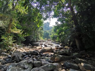 Fototapeta na wymiar tropical jungle walk in tioman
