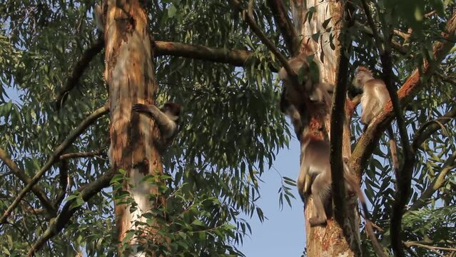 Ugandan red colobus (Procolobus tephrosceles) 
Uganda wildlife, red colobus on tree, 2023
