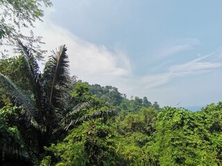 view over the jungle