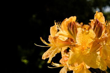 Rhododendron calendulaceum. Flowering in May.