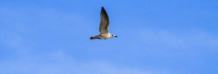  flight