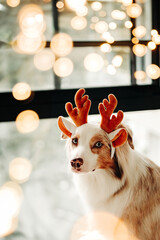 Portrait of beautiful red merle australian shepherd dog with festive reindeer antlers with...