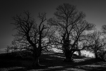 Lever de Soleil sur Arbre