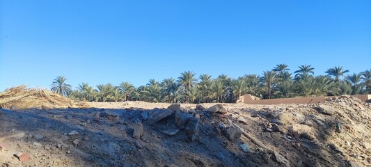 Date palms in the oasis city of Tozeur Tunisia