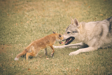 Naklejka na ściany i meble Young baby fox domesticated on leash enjoying game with wolfdog