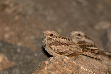 European Nightjar, Caprimulgus europaeus on the night rock.