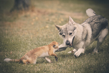 Young baby fox domesticated on leash enjoying game with wolfdog