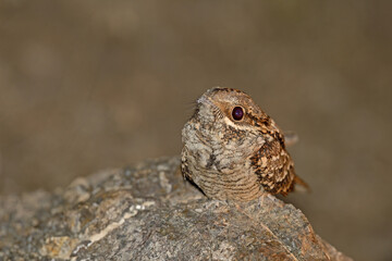 European Nightjar, Caprimulgus europaeus on the night rock.