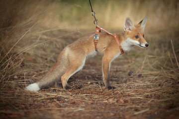 Young baby fox domesticated on leash enjoying walk in park