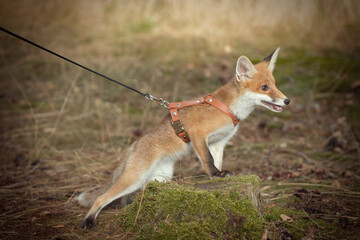 Young baby fox domesticated on leash enjoying walk in park