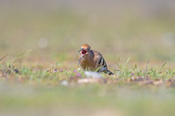 Eurasian Hoopoe, Upupa epops, feeding in the grass.