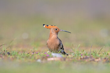 Eurasian Hoopoe, Upupa epops, feeding in the grass.