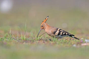 Eurasian Hoopoe, Upupa epops, feeding in the grass.