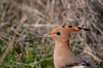 Eurasian Hoopoe, Upupa epops close portrait.