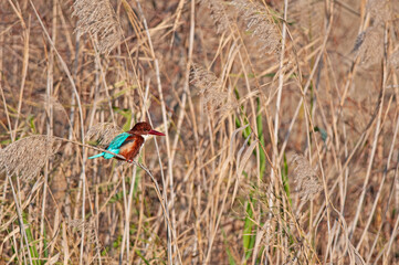 White-throated Kingfisher, Halcyon smyrnensis, standing on a branch in reeds.